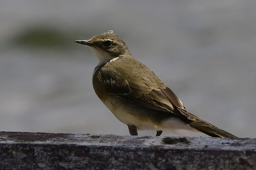 iNaturalist: (c) Kurt Hennige, some rights reserved (CC BY-NC), uploaded by Kurt Hennige iNaturalist image
