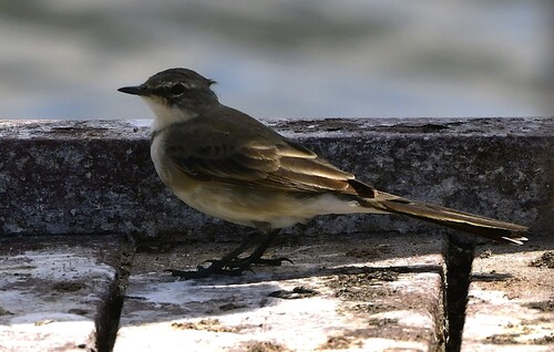 iNaturalist image