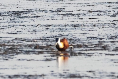 iNaturalist image