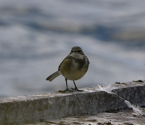 iNaturalist: (c) Kurt Hennige, some rights reserved (CC BY-NC), uploaded by Kurt Hennige iNaturalist image