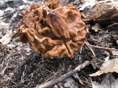 Gyromitra korfii