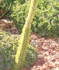 Agave attenuata