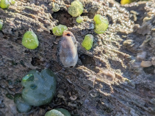 Eclogavena quadrimaculata observed 2026-07-15