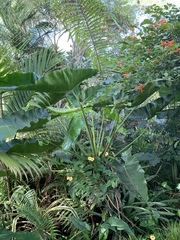 Thaumatophyllum stenolobum