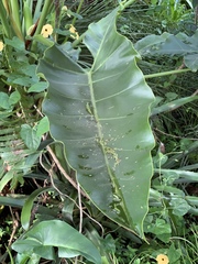 Thaumatophyllum stenolobum