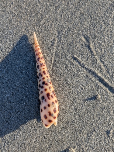 Terebra areolata observed 2026-07-15