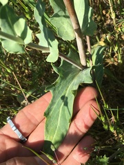 Malacothrix coulteri