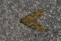Cocytius lucifer