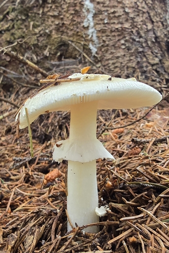 False Death-cap