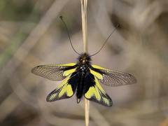 Libelloides coccajus