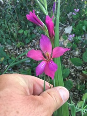 Gladiolus communis byzantinus