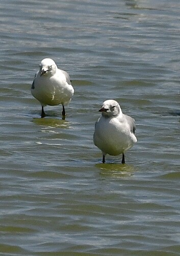 iNaturalist image