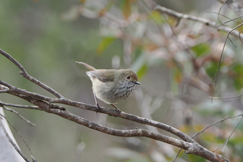 Brown Thornbill