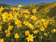 Monolopia lanceolata