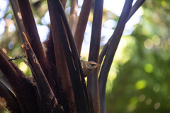 Aphrastura masafuerae