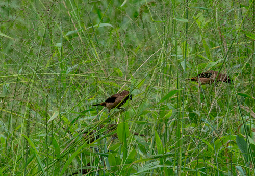 Black-throated Munia (Lonchura kelaarti), photo 2