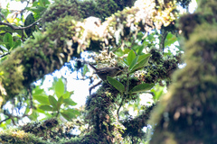 Aphrastura masafuerae