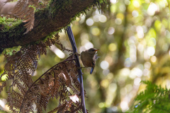 Aphrastura masafuerae