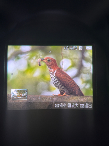 iNaturalist image