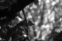 Aphrastura masafuerae