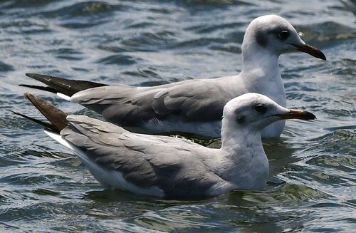iNaturalist image