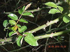 Rosaceae