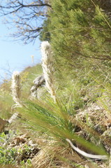 Asphodeline taurica