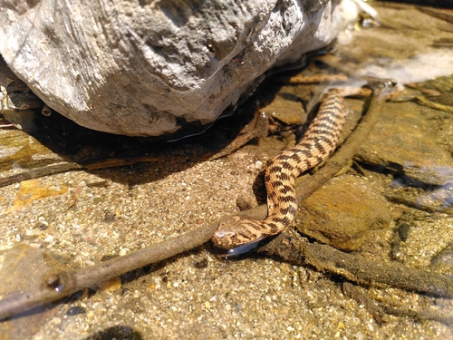 Viperine Snake