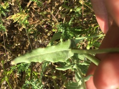 Monolopia lanceolata