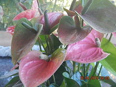 Anthurium andraeanum