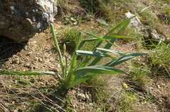 Eremurus spectabilis