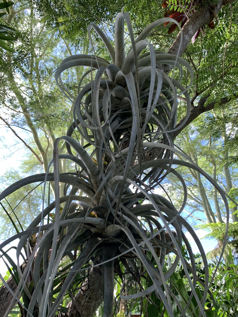 Tillandsia xerographica curling silver leaves