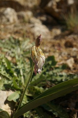 Tulipa biflora