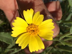 Monolopia lanceolata