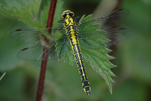 Common Clubtail