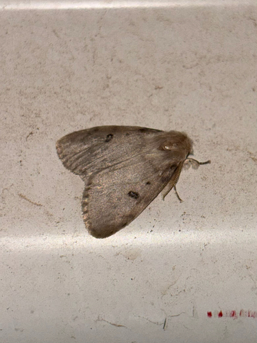 White Cedar Moth