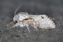Psaphida electilis