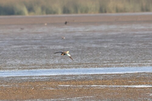 iNaturalist image