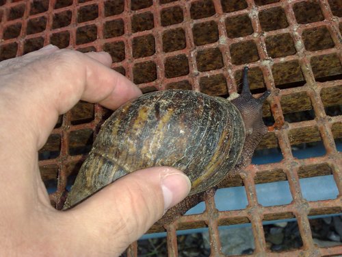 Giant West African Snail