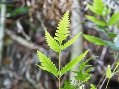 Pteris grevilleana