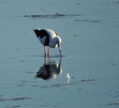 Cladorhynchus leucocephalus