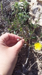 Valerianella pumila