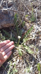 Valerianella pumila