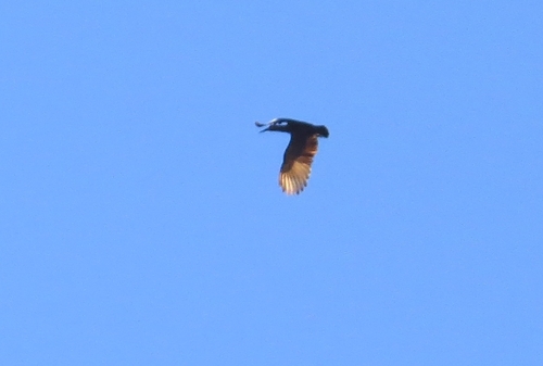 iNaturalist image