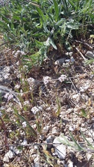 Valerianella pumila