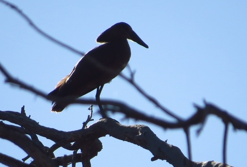 iNaturalist image