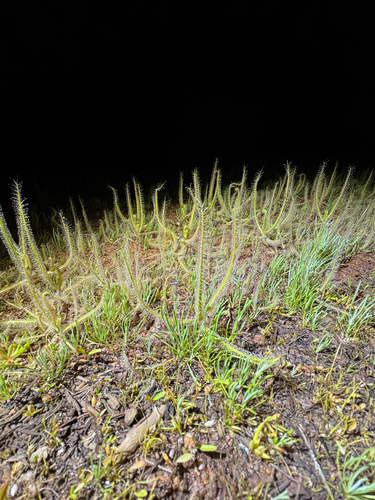 Drosera finlaysonii