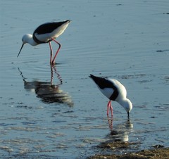 Cladorhynchus leucocephalus