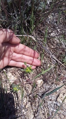 Euphorbia taurinensis