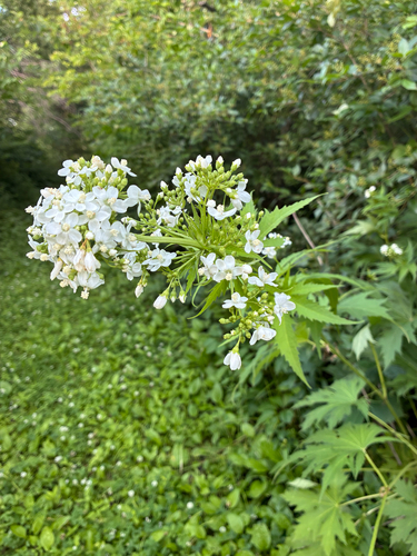 Glade Mallow